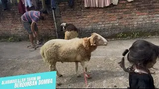 MENCARI DOMBA UNTUK BERQURBAN, ALHAMDULILLAH TAHUN INI BISA BERQURBAN #diaryaamumtazmauly #qurban