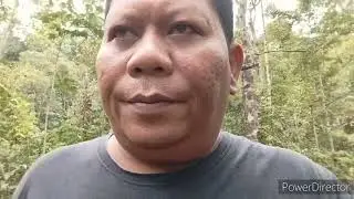 Letak baja npk 151515 untuk tanaman Rizom Bunga Kantan yang berusia 5 Minggu.