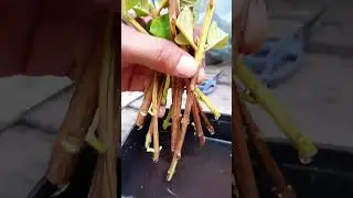 Estaquia de goiaba da polpa vermelha, Simples e fácil !!