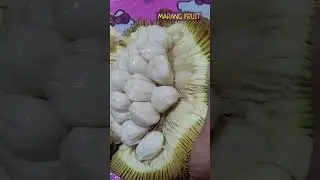 MARANG FRUIT #freshfruit #marang #delicious #satisfying #shorts