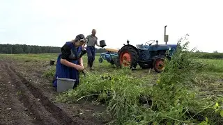 Uniek kijkje in Staphorster boerenleven