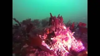 Diving Tacoma Narrows Bridge East Side