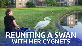 Reuniting A Swan With Her Cygnets | Born to be Wild