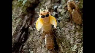 Life Cycle of the Brood X Cicada