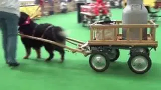 TIERisch gut Haustiermesse 2014