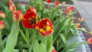 Pella Tulip Update - April 19, 2022