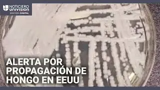 Un hongo mortal y resistente a medicamentos se propaga con rapidez en EEUU: hay 27 estados afectados