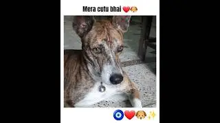 Pyara Shinzo 🐶 #love #pets #love #shorts #viral #funny #adoptdontshop #indie #india #song #bollywood