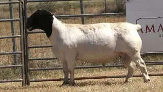 LOT 8 - AMARULA 2322074 - AMARULA PRODUCTION SALE 2025