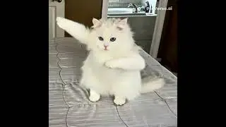 Cut cat #fashion #shortvideo 