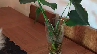 Suda yetişen çiçeklerim