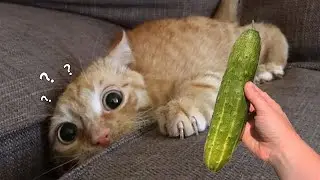 Funny Pets on TikTok That Will Brighten Up Your Day | Fluff Planet
