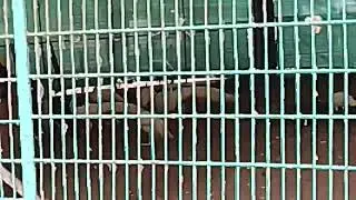 White Peafowl In Vandalur Zoo With Inna Me Guesta 