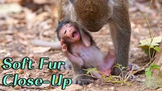 🔴 Close-Up Baby Monkey Mandra 🐒💗 | Mama Manda Watching Her First Walking Practice