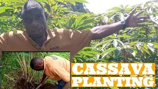 How to Grow cassava fast and easy | Cassava African food | @farm