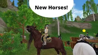 New Paint Horses! | Emily Proudforest
