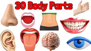Human Body parts name Hindi and English with pictures | Names of body parts | parts of body
