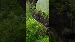#nature #beauty #india #feelsound