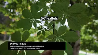 Horse chestnut | Aesculus hippocastanum