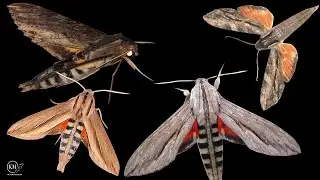 4 TROPICAL SPHINX MOTH SPECIES AT MY BLACK LIGHT   THE GENUS ERINNYIS IN THE FLORIDA KEYS