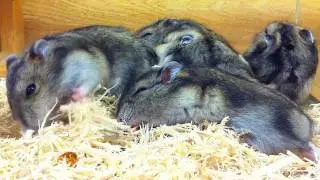 An unusually fine hamster　異常に元気なハムスター