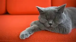 Pet Addendum Agreement: Property Management Forms