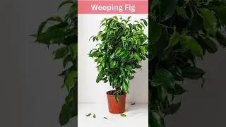 5 Best Tall Houseplants