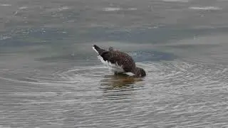 Green Sandpiper 