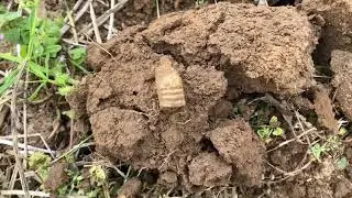 Metal Detecting Bullets Buttons Coins