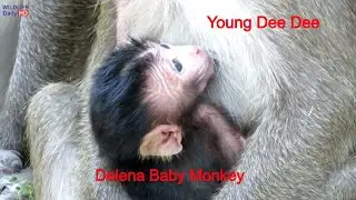 Young Dee Dee Monkey And Delena Newborn Baby Monkey Early Morning At Temple
