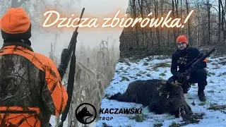 Dzicza zbiorówka! Wild boar drive hunting!