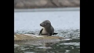 Harbor seal / Steinkobbe (Nikon Z9)