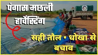 Pangasius Fish Harvesting | Jaal Ka Sahi Upyog, Sahi Taul, Dhokha Se Bachaav | #shwamiagrofarms