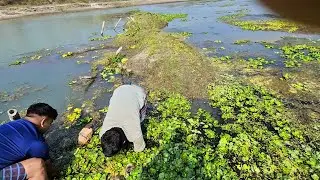 Amazing Traditional Fishing! Catching Native Fish Under Water Lilies.​#Fishing #HandFishi #wildfinbd
