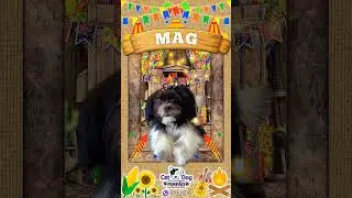 🎉 Dia de Festa na Cat Dog Pimp&atilde;o - PetShop Banho e Tosa Barueri
