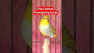 pleci betina birahi perangsang bunyi #plecigacor