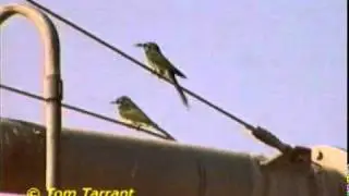 Green Bee-eater (Merops orientalis cyanophrys)