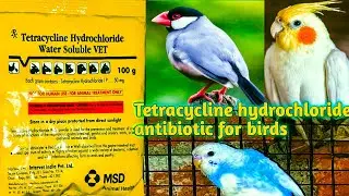 Tetracycline hydrochloride antibiotic for birds | Tetracycline hydrochloride water soluble vet