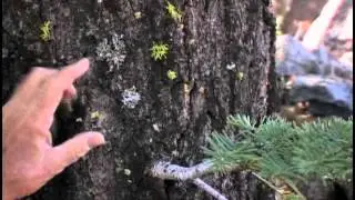 WHITE FIR 1