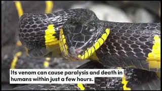 Top 10 Venomous snakes in the world | Top10inWorld