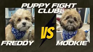 The Shih Tzu Spa Day That Turned Into Fight Club