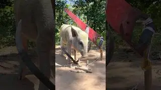 OMG!! These wild boar pig trap ever and hand saw #animals #wildanimals #wildpig #pigtrap #shorts