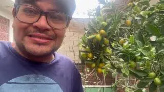 #Kumquat #naranja enana #hacemosflorecertussentidos