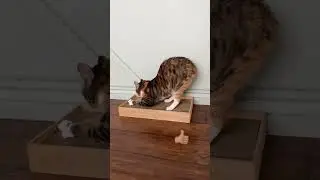 DIY Cat Scratcher: Replace your Cardboard Cat Scratcher