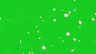 Flower falling Animation