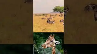 Did you know ZEBRAS CAN EAT PIGS?