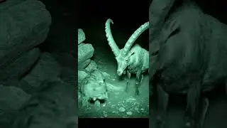 After the Rescue&hellip; ibex protects a baby mountain goat #animalvideo #animals #animalrescue