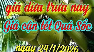 gi&aacute; dừa trưa nay ng&agrave;y 24/1/2026