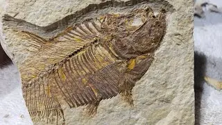 Green River Fossil Prep - Diplo @ 20x