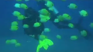 Playing with the Millet Seed Butterfly Fish
